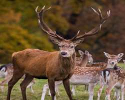The medieval deer park also situated here. It has three types of deer Fallow Deer, Red Deer, and Sika Deer The medieval deer park also situated here. It has three types of deer Fallow Deer, Red Deer, and Sika Deer.